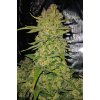 Fast Buds Papaya Cookies Auto, feminized autoflowering