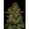 Fast Buds Papaya Cookies Auto, feminized autoflowering, 10ks