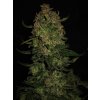 Fast Buds Papaya Cookies Auto, feminized autoflowering