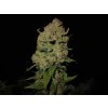 Fast Buds Papaya Cookies Auto, feminized autoflowering, 10ks