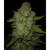 Fast Buds Papaya Cookies Auto, feminized autoflowering