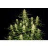 Fast Buds Papaya Cookies Auto, feminized autoflowering