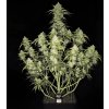 Fast Buds Papaya Cookies Auto, feminized autoflowering