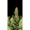 Fast Buds Sour Jealousy Auto, feminized autoflowering