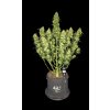 Fast Buds Sour Jealousy Auto, feminized autoflowering