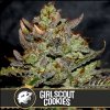 Blimburn Seeds Girlscoutcookies, feminizovaná