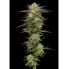 Humboldt Headband2