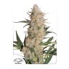 Dutch Passion Critical Orange Punch feminizovaná