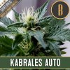 Blimburn Seeds Kabrales Auto, feminizovaná autoflowering semena konopi