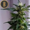 Blimburn Seeds Kabrales Auto, feminizovaná autoflowering semena marihuany