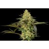 Sensi Seeds new 2024Grapevine Candy Fem