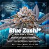 Blue Zushi feminised cannabis seeds by Dutch Passion 1080x1080