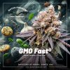 Dutch Passion GMO Fast, feminized