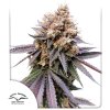 Dutch Passion GMO Fast, feminized, 10ks