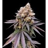 Dutch Passion GMO Fast, feminized, 10ks