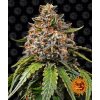 white widow xxl circle new 21 832789