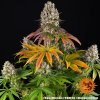 sour diesel 1 917706