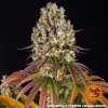 sour diesel 2 917706