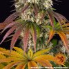 sour diesel 3 917706