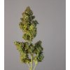 Blimburn Seeds Kabrales, feminizovaná