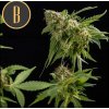Blimburn Seeds Mamba Negra, feminizovaná