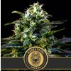 Blimburn Seeds Mamba Negra, feminizovaná