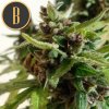 Blimburn Seeds Mamba Negra Auto, feminizovaná autoflowering