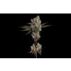 Another Level(GMO x zkittlex) x e3