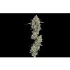 Everglades OG 1440x900 (chem d x i95) x pinapple runtz Edit