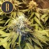 Blimburn Seeds Narkosis, feminizovaná