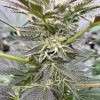 Cookies N Frost