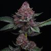bigmikes genetics cheetah runtz