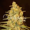 critical sensi star early version