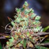cotton candy kush