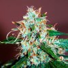 critical neville haze