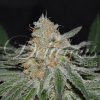 critical neville haze
