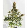 Blimburn Seeds Original Clon, feminizovaná