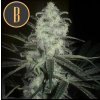 Blimburn Seeds Original Clon, feminizovaná