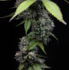 barneys farm zoap a