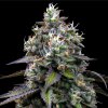 barneys farm zoap d