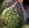barneys farm rainbow sherbet c