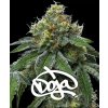 barneys farm rs11 x banana og