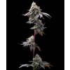 barneys farm gmo cookies