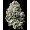 barneys farm lemon cherry gelato b