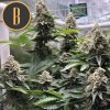 Blimburn Seeds OG´s Kush, feminizovaná