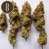 Blimburn Seeds OG´s Kush, feminizovaná