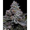 barneys farm apple fritter a