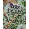 barneys farm black cherry gushers b