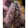 barneys farm cherry poppers b