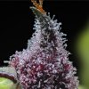 barneys farm cherry poppers c
